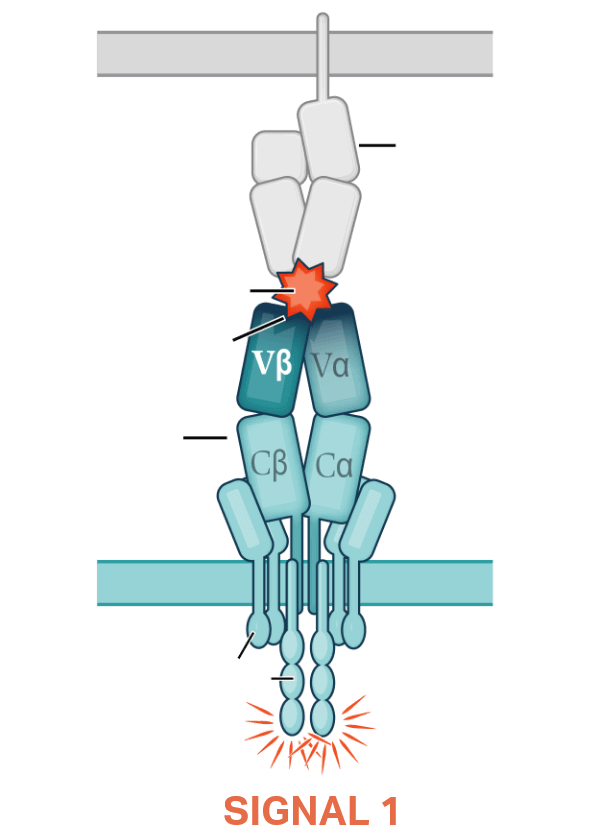 Scientific illustration depicting cancer vs. canonical bacterial vs. Marengo TCR activation.