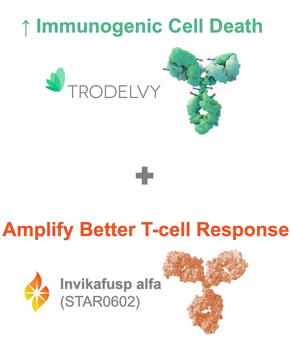 Scientific illustration of TRODELVY promoting increase in immunogenic cell death and Invikafusp alfa (STAR0602) amplifying a better T-cell response