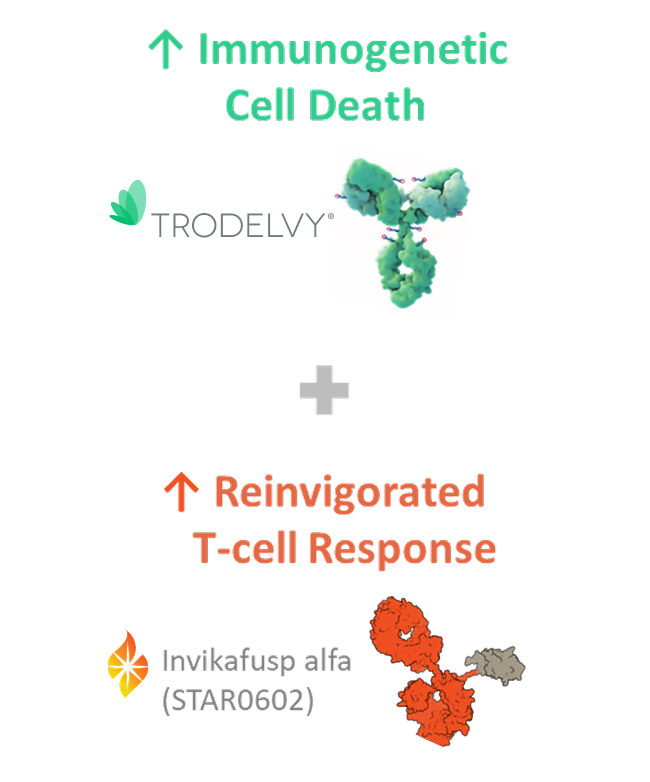 Scientific illustration of TRODELVY promoting increase in immunogenic cell death and Invikafusp alfa (STAR0602) amplifying a better T-cell response