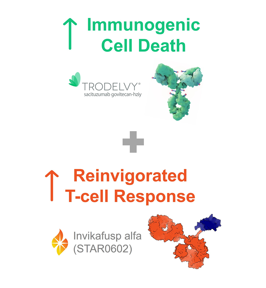 Scientific illustration of TRODELVY promoting increase in immunogenic cell death and Invikafusp alfa (STAR0602) amplifying a better T-cell response