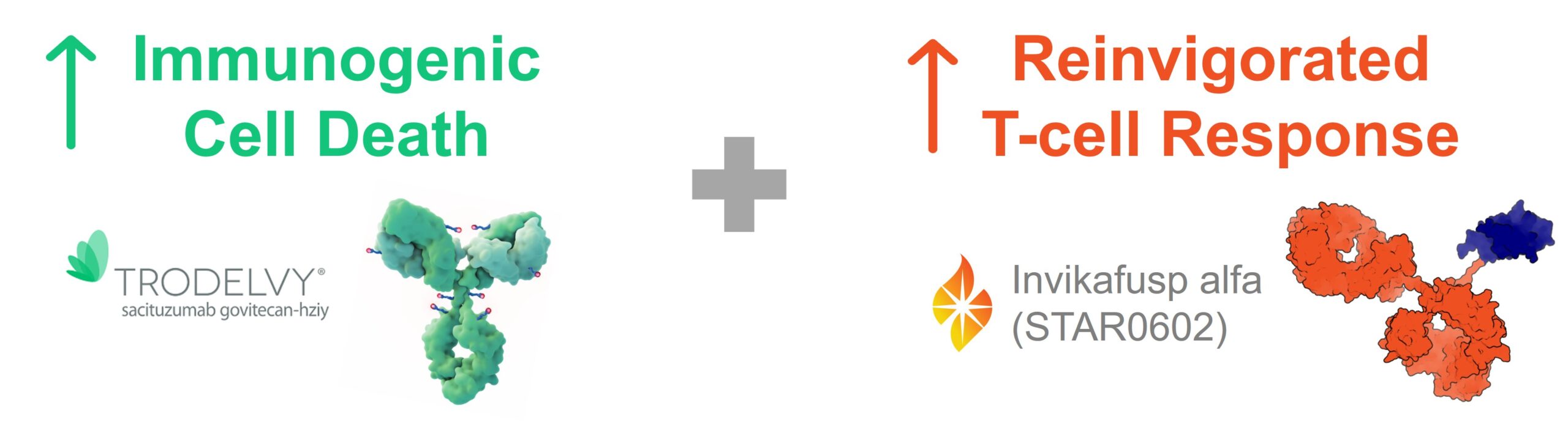 Scientific illustration of TRODELVY promoting increase in immunogenic cell death and Invikafusp alfa (STAR0602) amplifying a better T-cell response